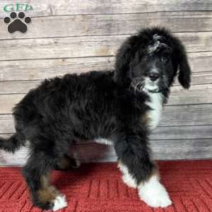 Skittles, Bernedoodle Puppy